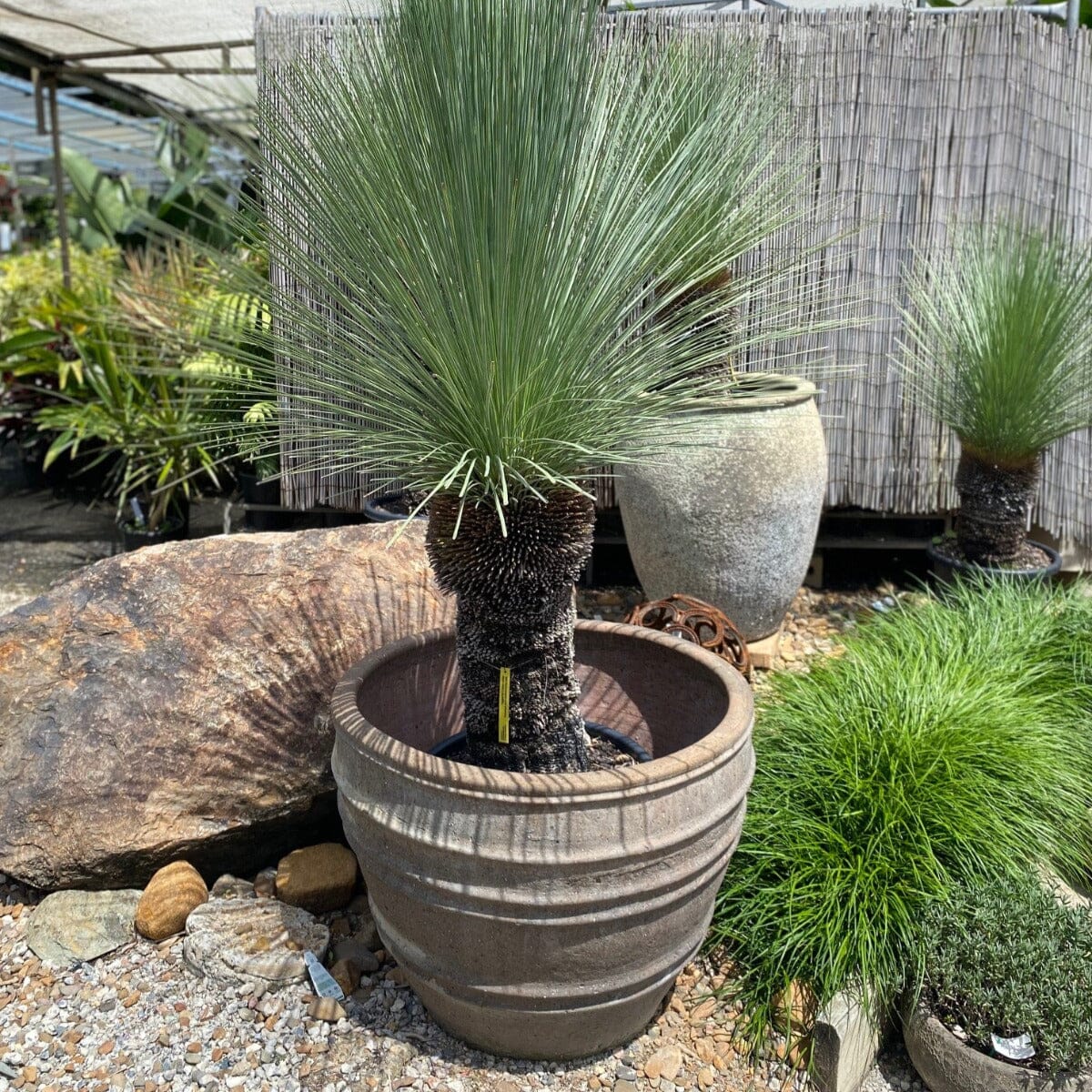 Xanthorrhoea, Grass Trees Brookfield Gardens 