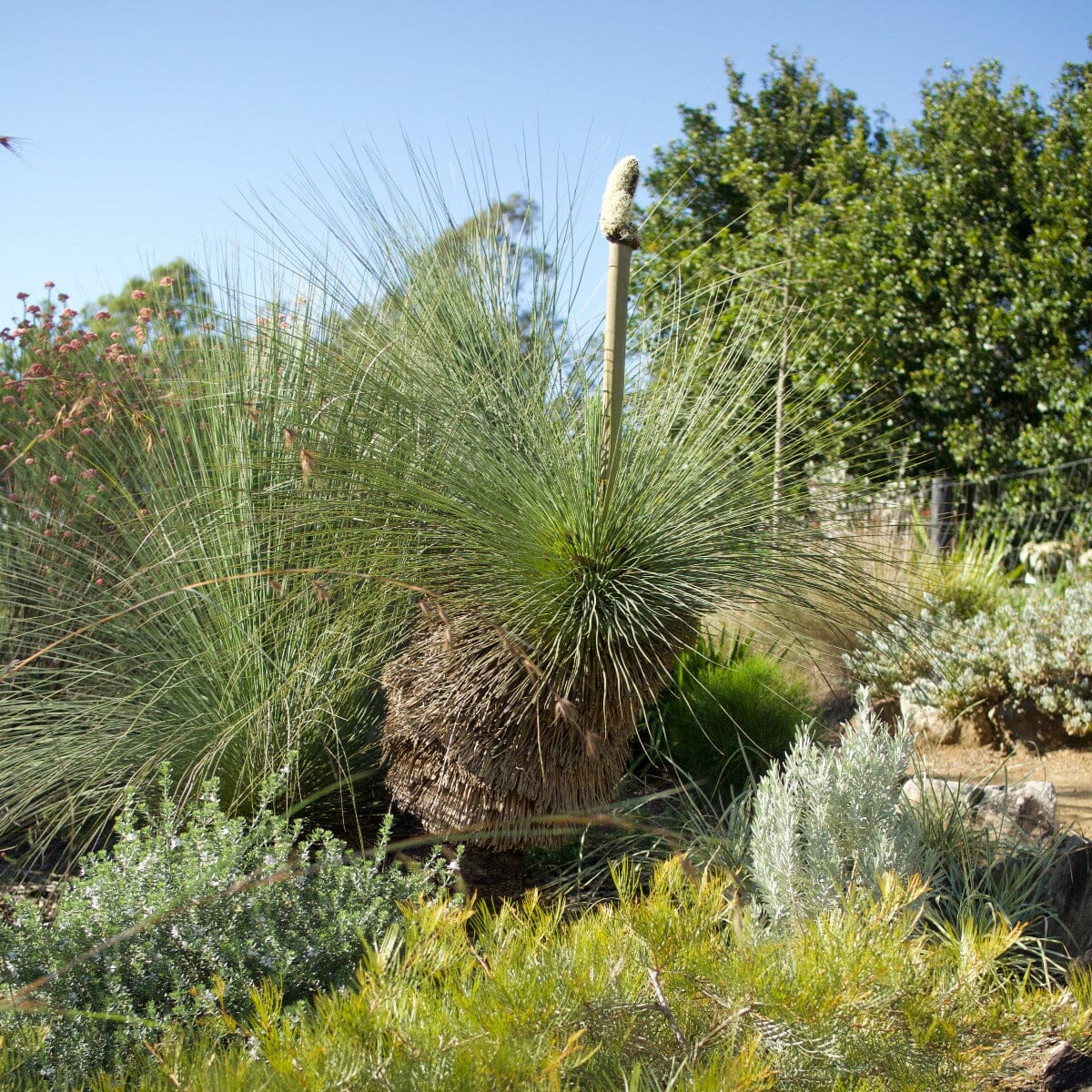 Xanthorrhoea, Grass Trees Brookfield Gardens 