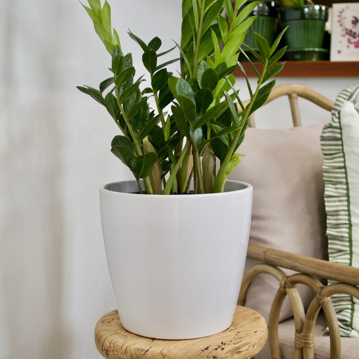 Zanzibar Gem in White Pot Hampers Brookfield Gardens 