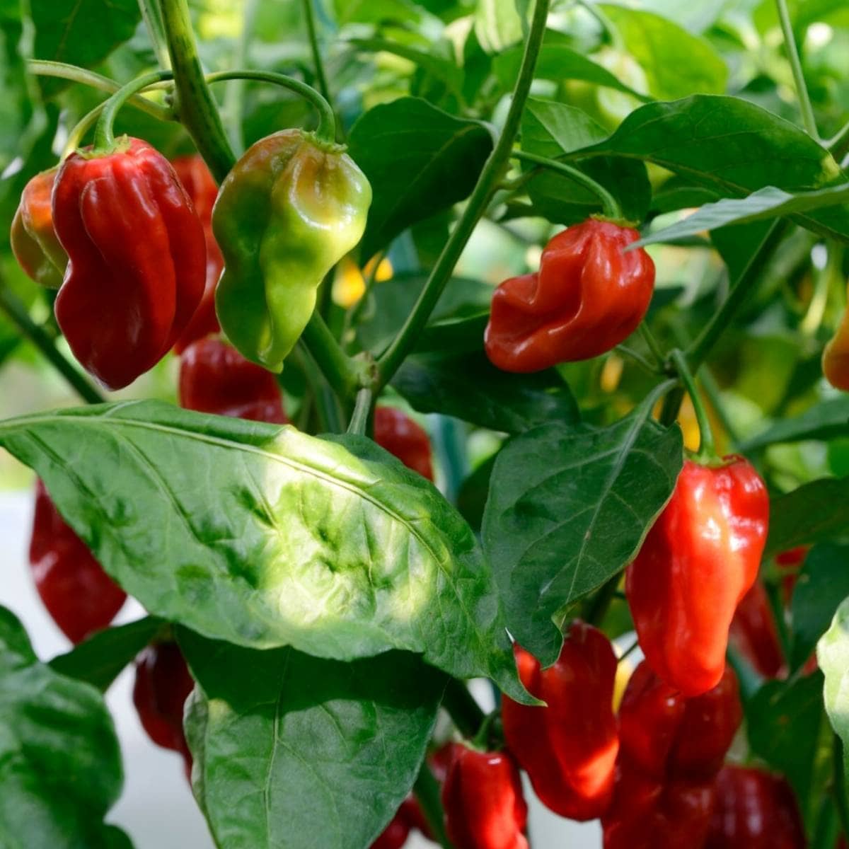 Chilli Habanero Brookfield Gardens 