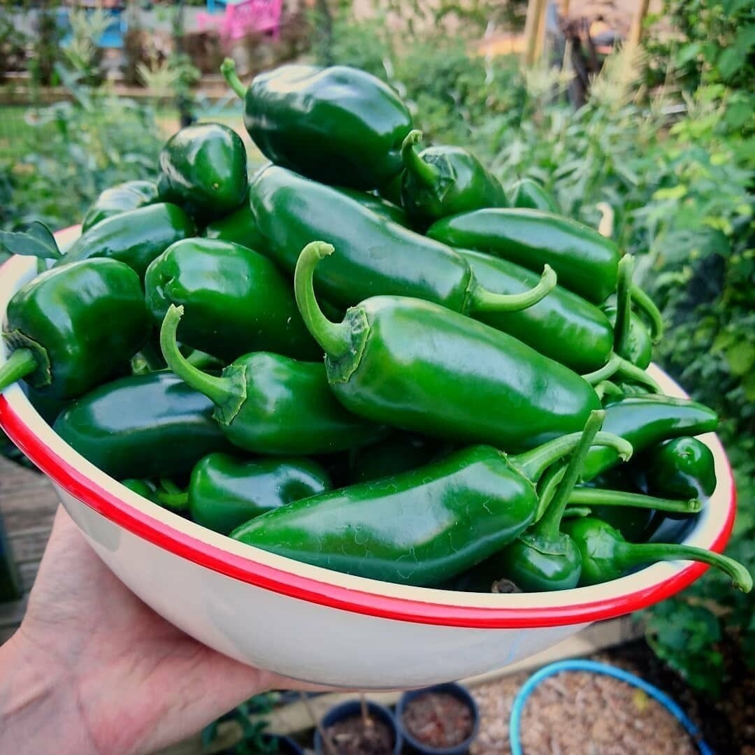 Chilli Jalapeno Seedlings Herb/Vege Gourmet Veg 