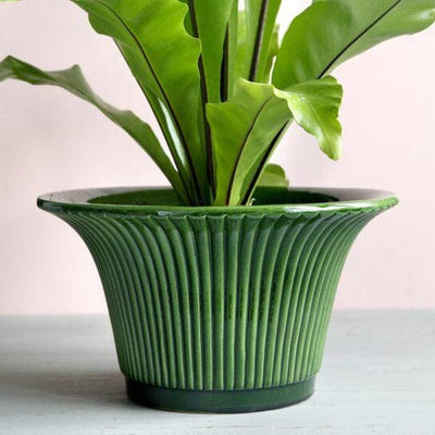 Daisy Green Emerald Pot Florist - Vessels Berg