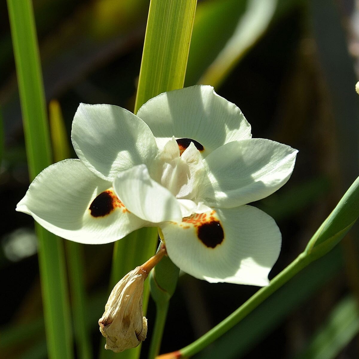 Dietes, bicolour Brookfield Gardens 