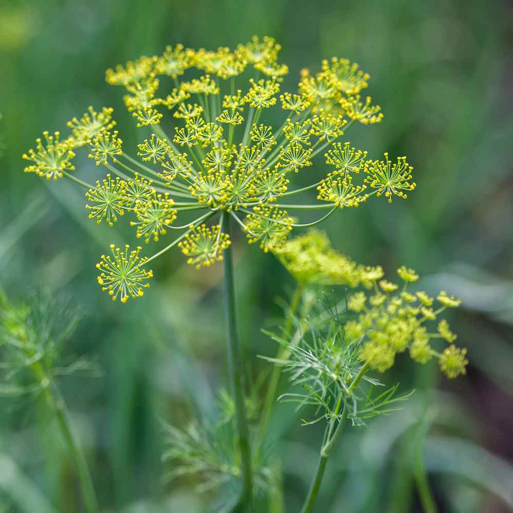 Dill Seedlings Herb/Vege Zoom Veg/Herb 