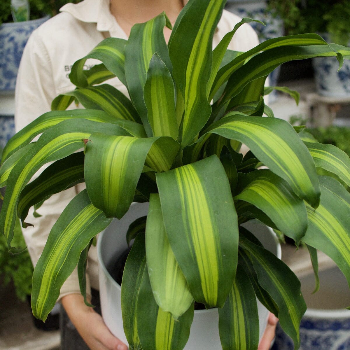 Dracaena burley Brookfield Gardens 