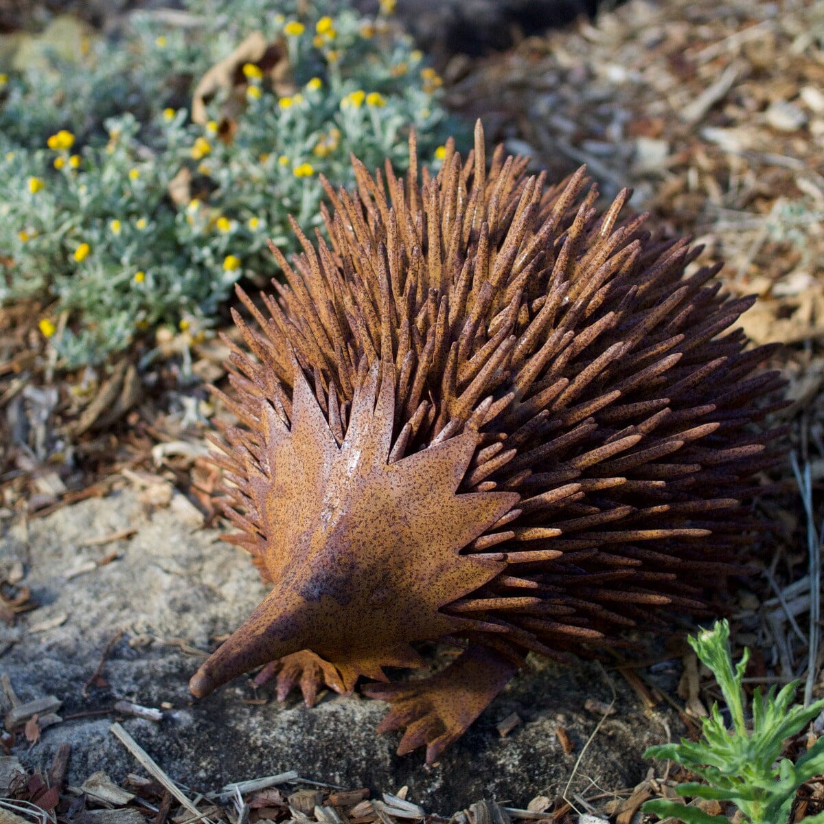 Echidna Rust Large Garden Art Brookfield Gardens 