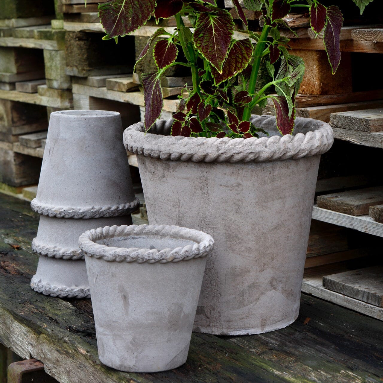 Emilia Grey inc Saucer Florist - Vessels Berg 