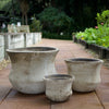 Ganache Lotus Pot Pots - Terracotta Brookfield Gardens 