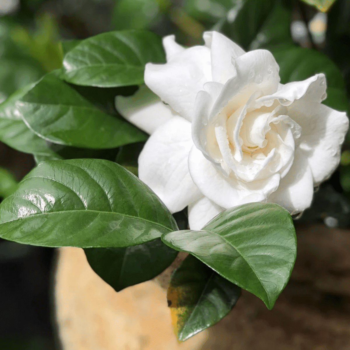 Gardenia augusta 'Florida' Brookfield Gardens 