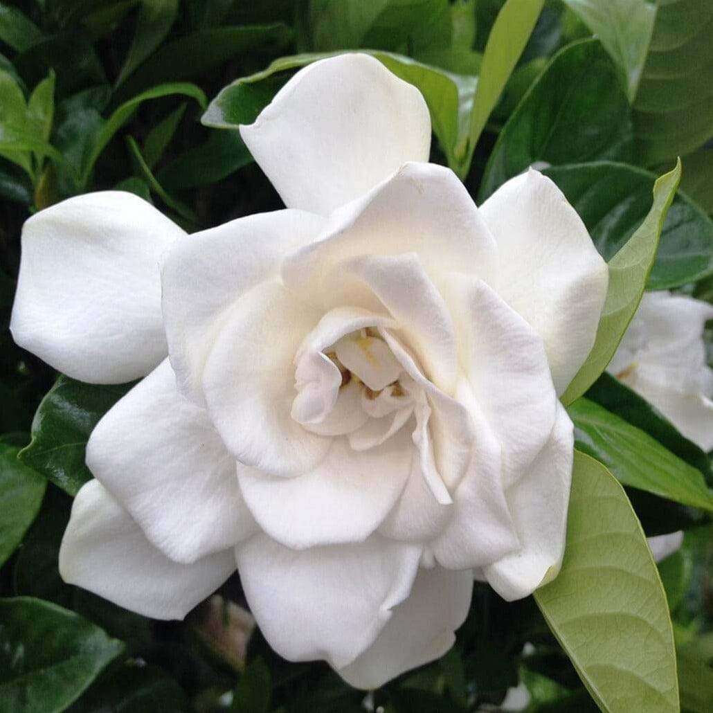 Gardenia augusta 'Magnifica' Brookfield Gardens 