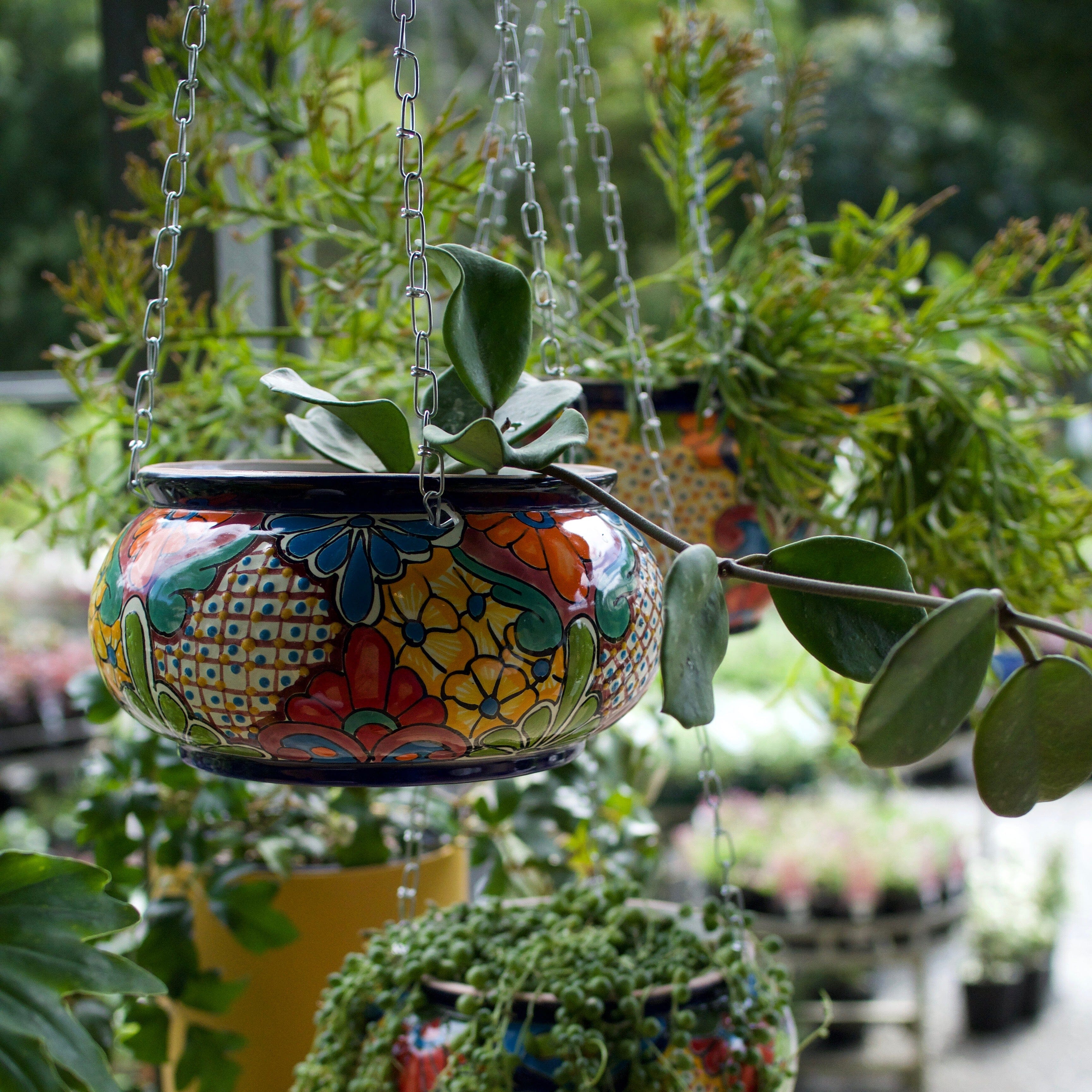 Hanging Planter Sopera 12cm Mexican Brookfield Gardens 