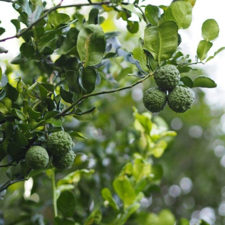 Lime KAFFIR 5Ltr Fruit Trees Brookfield Gardens 