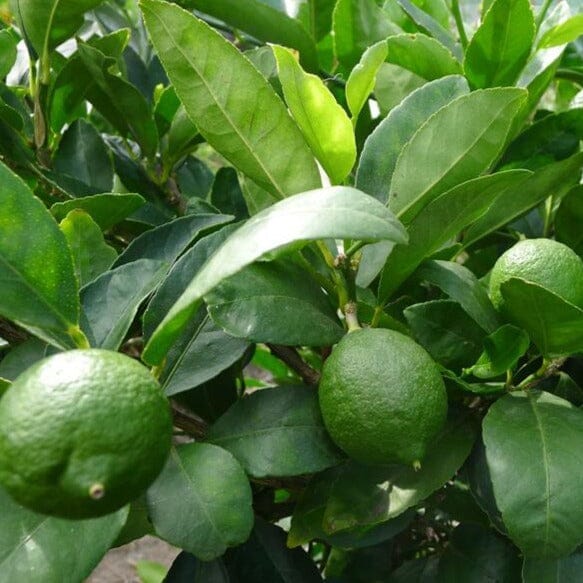 Lime Tahitian Fruit Trees Brookfield Gardens 