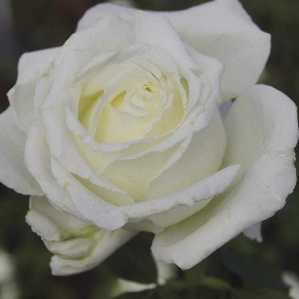 Pope John Paul Rose Bagged Roses bagged 