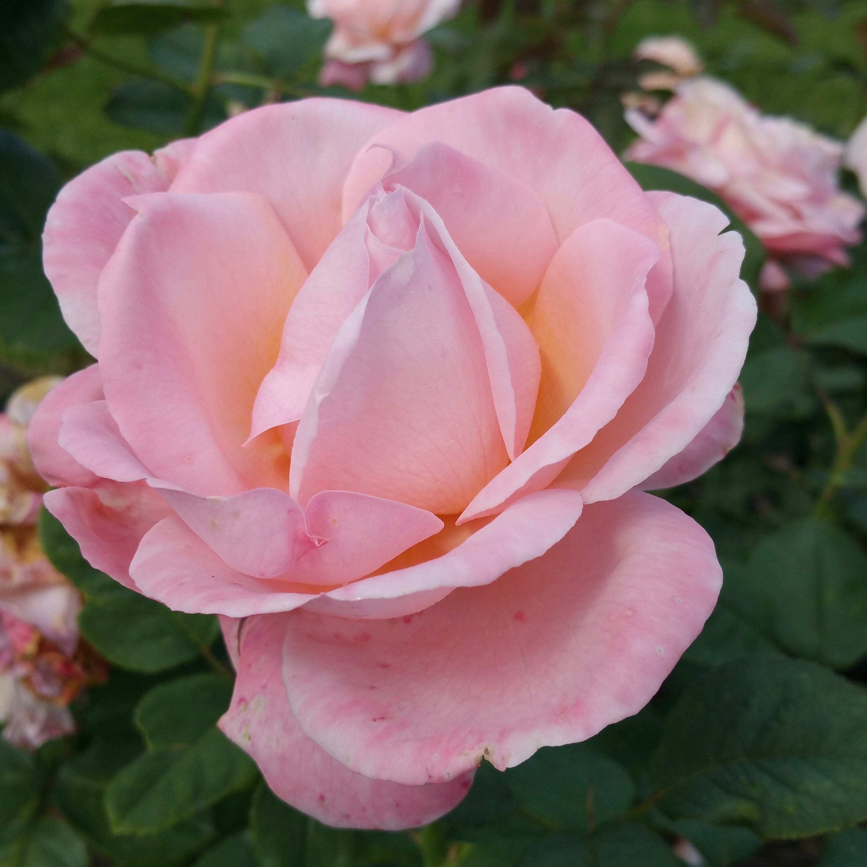 Sightsaver Rose Bagged Roses bagged 